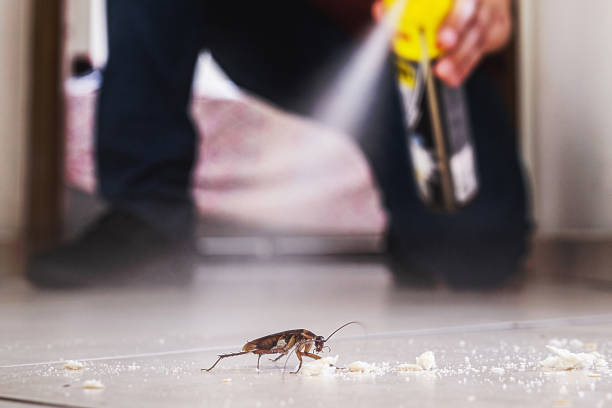 Best Affordable Pest Control Services  in Rhinelander, WI