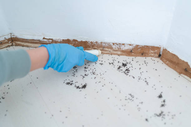 Best Insect Control  in Rhinelander, WI